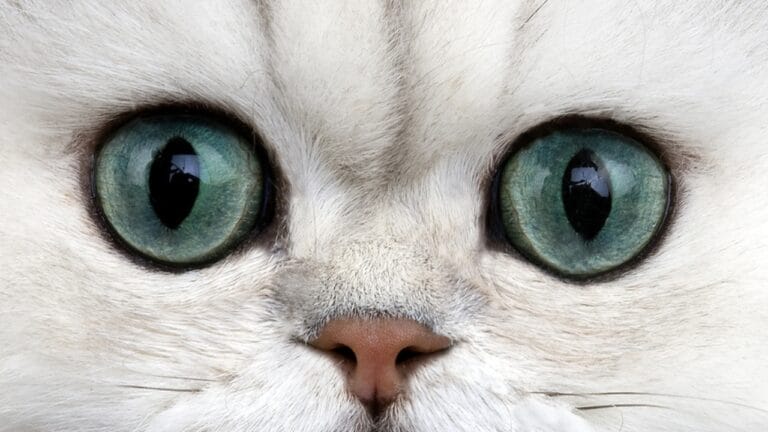 15 Cat Breeds With the Most Mesmerizing Eyes 6 15 Cat Breeds With the Most Mesmerizing Eyes - persian cat eyes ss2371276005 dnoh
