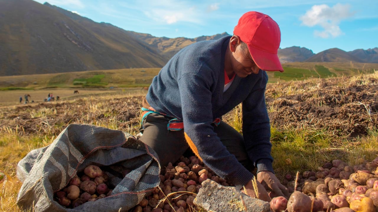Upgrade Cornbread with This Honey Butter Sweet Potato Twist 3 Upgrade Cornbread with This Honey Butter Sweet Potato Twist - peru potato garden ss2047126835 degm
