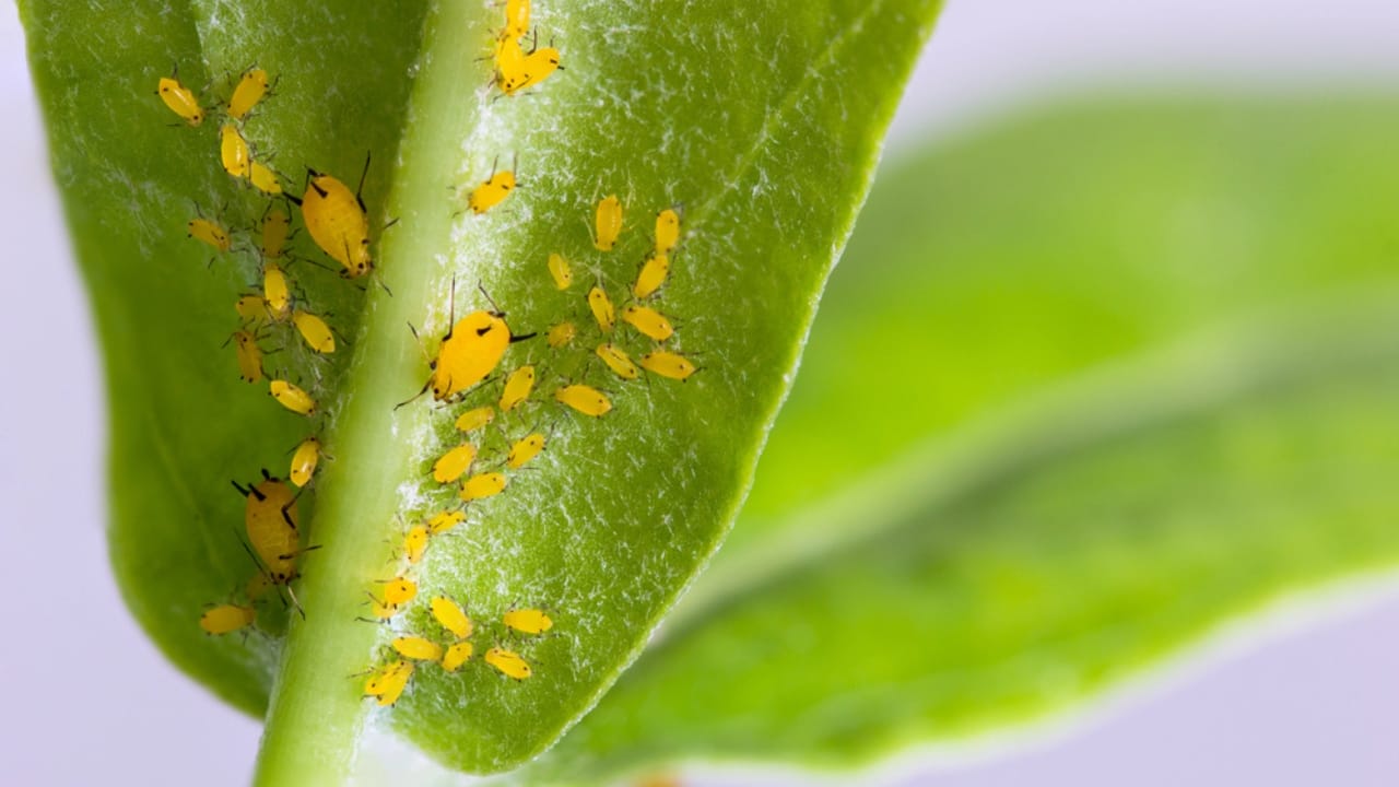Bathroom Plants Made Easy: 15 Care Tips for a Lush Look - pest on plant dp87009382 dnoh