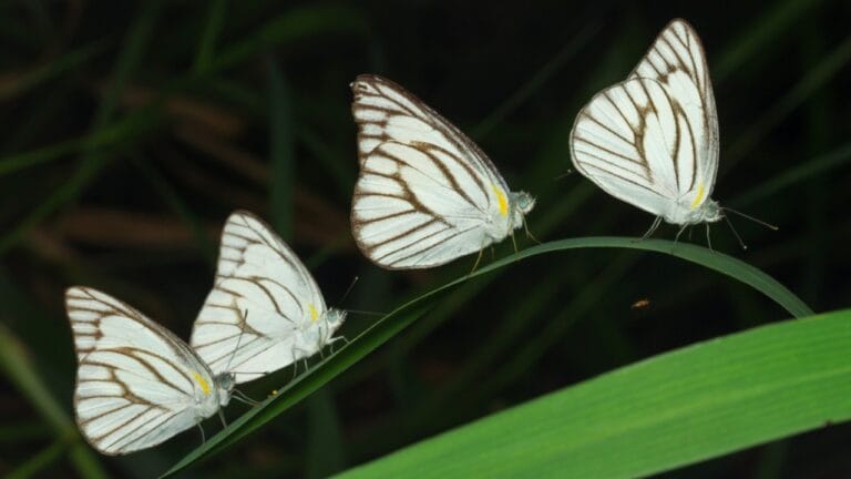 What a White Butterfly Crossing Your Path Really Means - photoghpy of butterfly group at night ss779812393 dpdgm