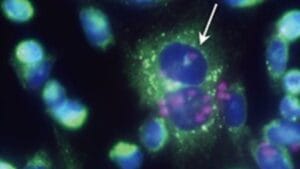 Scientists Create Animal Cells That Harness Sunlight for Energy 1 Scientists Create Animal Cells That Harness Sunlight for Energy - photosynthetic animal cells