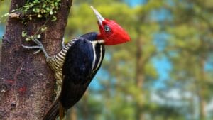 15 Must-Know Woodpeckers for Bird Watchers 1 15 Must-Know Woodpeckers for Bird Watchers - pileated woodpecker ss2389784843 degm