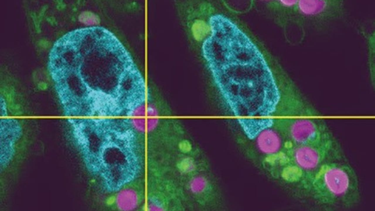 Scientists Create Animal Cells That Harness Sunlight for Energy 2 Scientists Create Animal Cells That Harness Sunlight for Energy - planimal cells