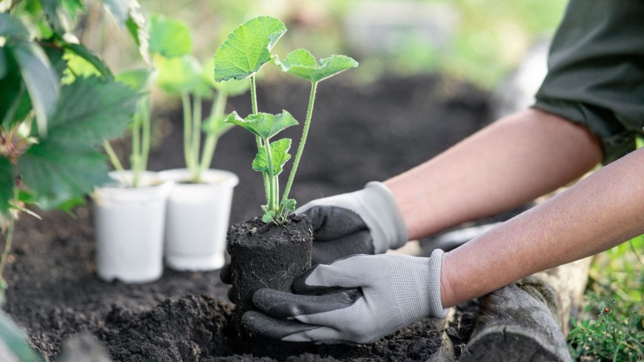 Why Hollyhocks Belong in Every Garden 14 Why Hollyhocks Belong in Every Garden - planting hollyhock ss2127349478 adyh