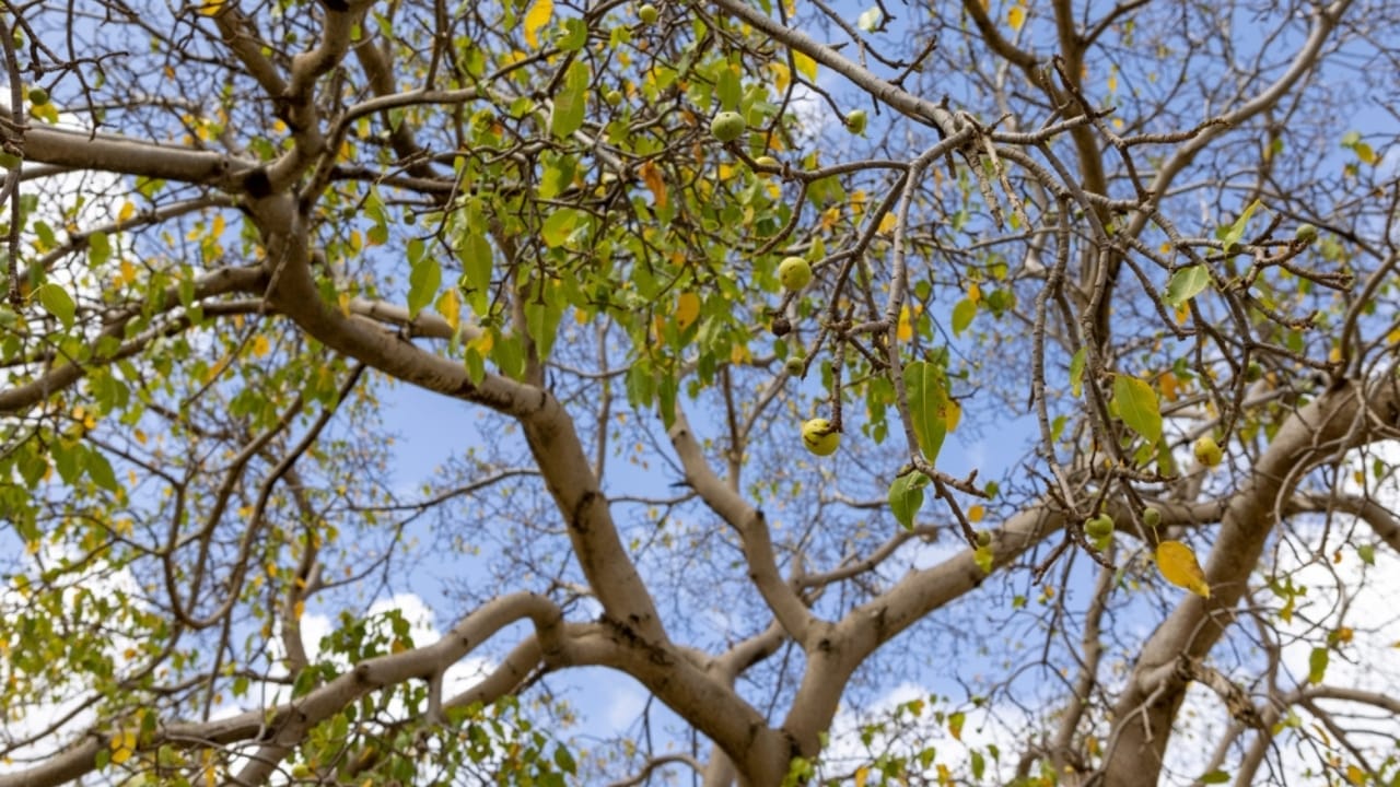 10 Deadly Facts About the World’s Most Dangerous Tree 5 10 Deadly Facts About the World’s Most Dangerous Tree - poison machineel tree ss2149358403 adyh