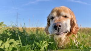 5 Reasons Your Dog Might Be Eating Grass—and When to Worry 1 5 Reasons Your Dog Might Be Eating Grass—and When to Worry - portrait of a dog golden retriever dp298085616 dnoh