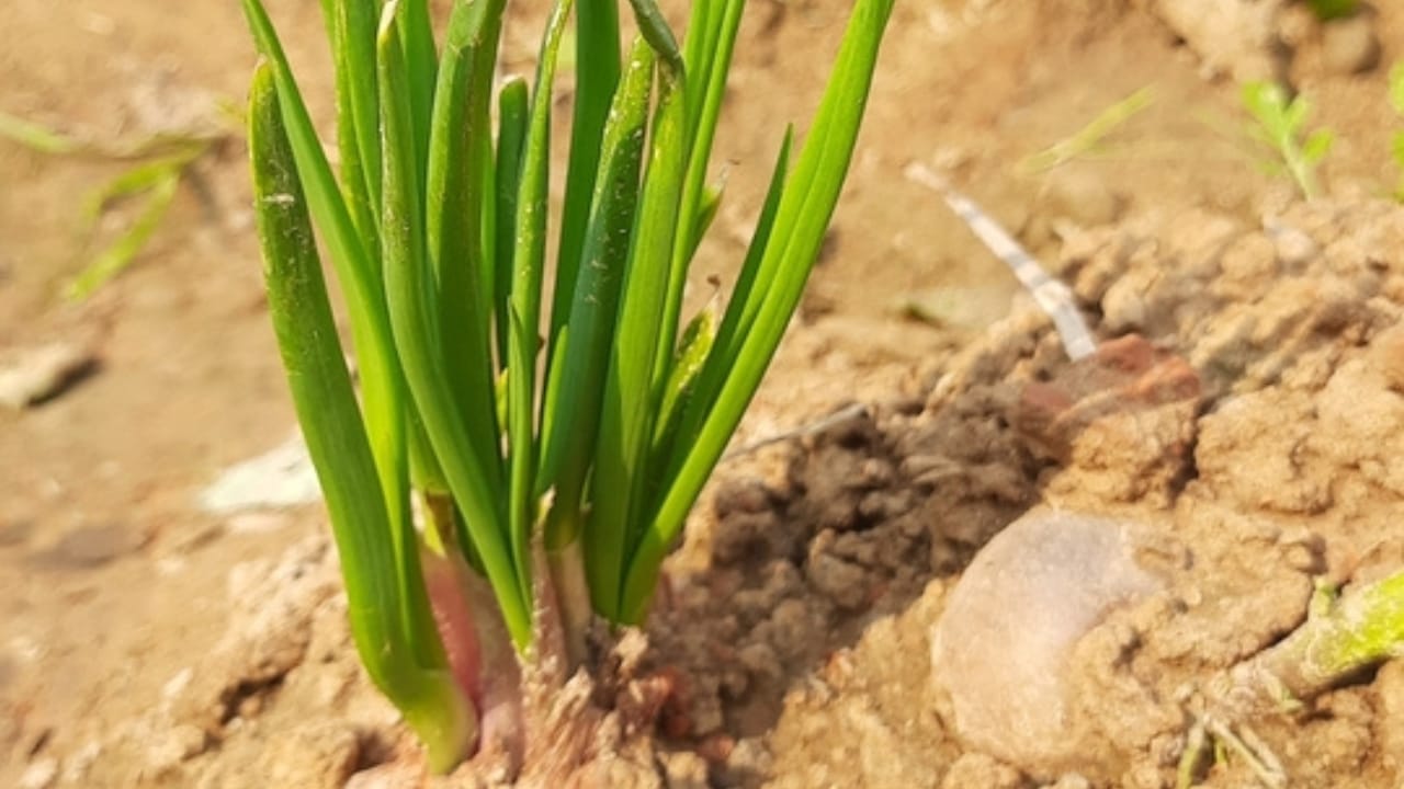 12 Plants to Grow with Tomatoes for a Better Harvest 4 12 Plants to Grow with Tomatoes for a Better Harvest - potato onion Plant ss2419299425 dpdgm