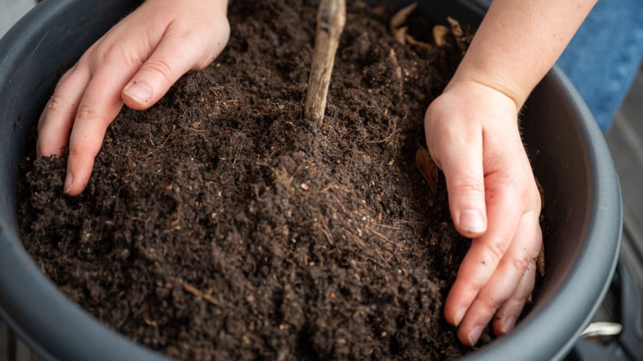 Don’t Let These Container Gardening Errors Kill Your Plants 26 Don’t Let These Container Gardening Errors Kill Your Plants - potting mix dp646626906 dnoh 1