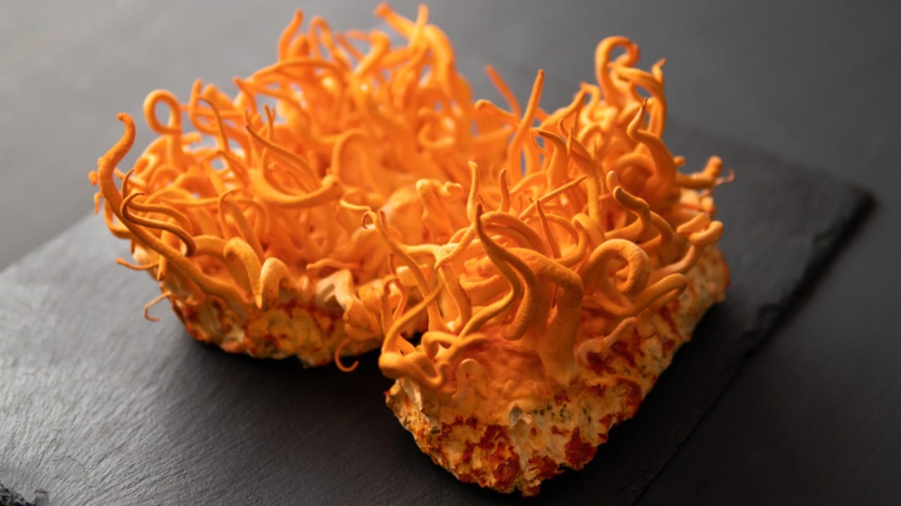 Caterpillar Fungus May Hold the Secret to Fighting Cancer - power of cordycepin dp473470628 dnoh