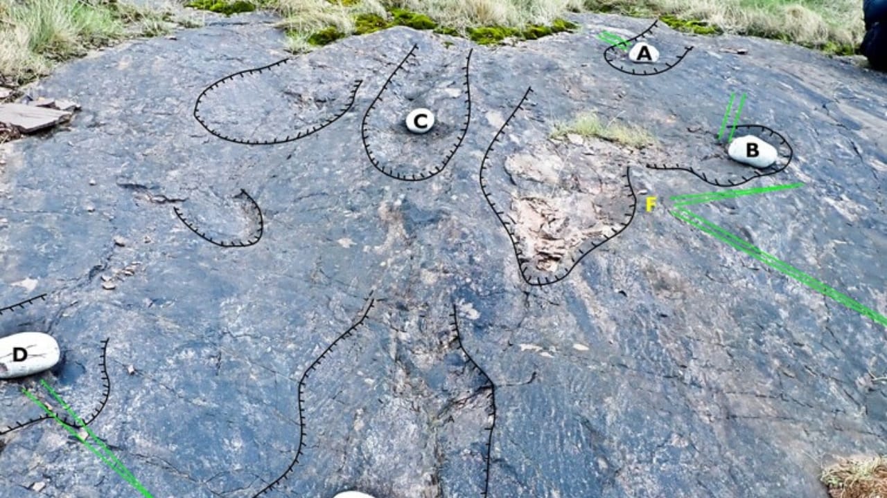 World’s Oldest Forest Found in England After 390 Million Years 2 World’s Oldest Forest Found in England After 390 Million Years - prehistoric palm