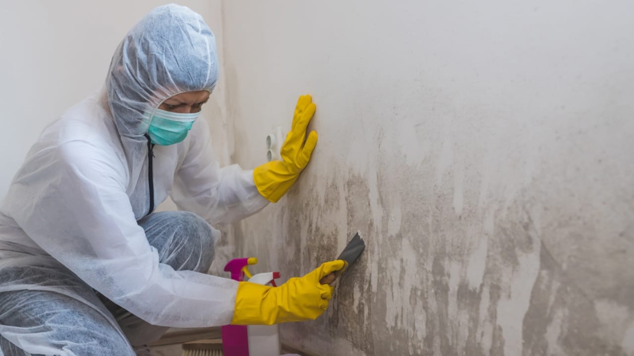 Clean Your Walls Like a Pro—No Streaks, No Damage - professional wall cleaning ss1709458516 dpdgm