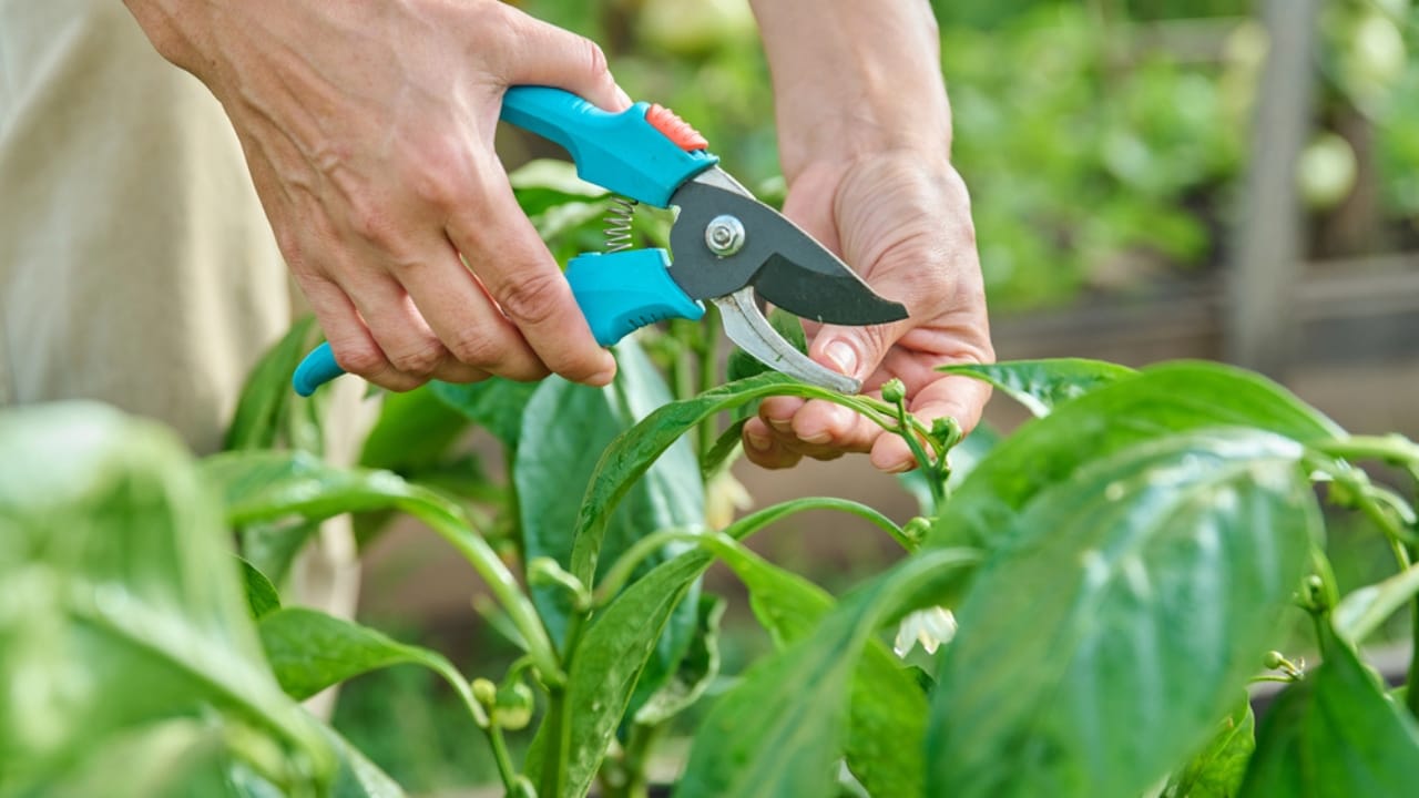 Pepper Plants That Last for Years? Here’s How to Do It - pruning pepper plants dp738834990 dnoh