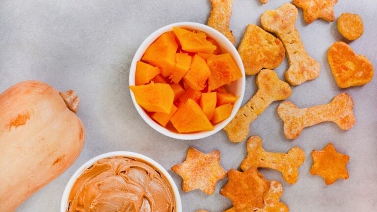 Homemade Pumpkin Dog Treat Recipe That Get Tails Wagging 6 Homemade Pumpkin Dog Treat Recipe That Get Tails Wagging - pumpkin dog treat ss2178262995dnoh