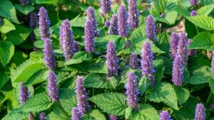 Hummingbird Mint Brings Bees, Butterflies & Pollinators to Gardens 1 Hummingbird Mint Brings Bees, Butterflies & Pollinators to Gardens - purple giant hyssop ss2249084227 adyh