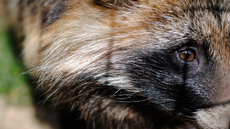11 Fierce Predators That Raccoons Must Outsmart to Survive 3 11 Fierce Predators That Raccoons Must Outsmart to Survive - raccoon dog ss1843162549 adyh
