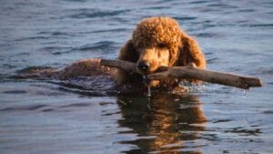 These Dogs Are Born Swimmers—and Your Perfect Water Buddies 1 These Dogs Are Born Swimmers—and Your Perfect Water Buddies - red poodle swimming dog ss1483447085 degm