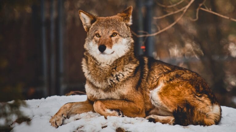 With Just 16 Left in the Wild, Red Wolves Face a Grim Future 4 With Just 16 Left in the Wild, Red Wolves Face a Grim Future - red wolf ss1626871447 degm