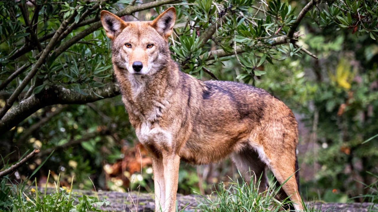 Releasing Captive Animals Sounds Noble but Here’s the Reality 6 Releasing Captive Animals Sounds Noble but Here’s the Reality - red wolf dp610191328 dnoh