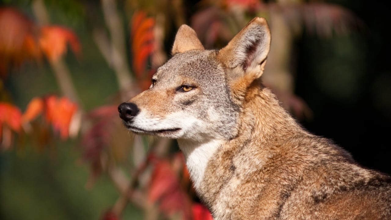 With Just 16 Left in the Wild, Red Wolves Face a Grim Future 5 With Just 16 Left in the Wild, Red Wolves Face a Grim Future - red wolf fall dp7685203 dnoh