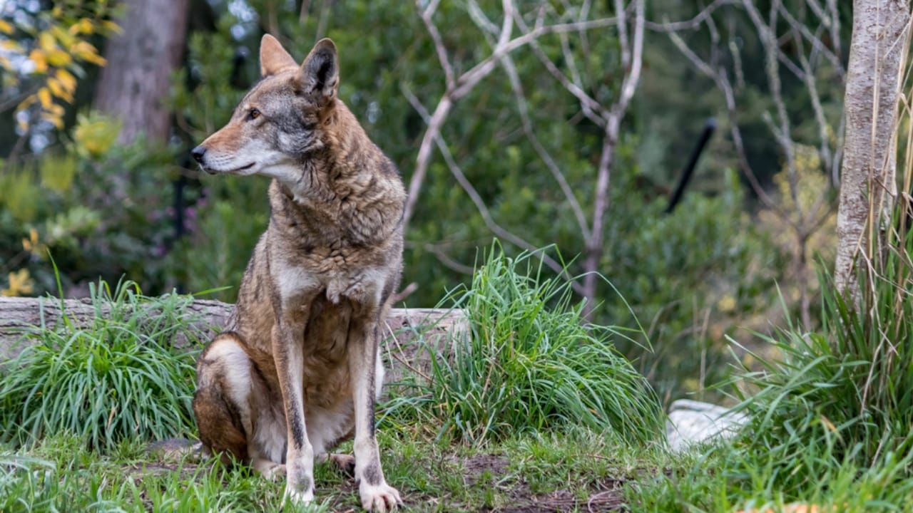 With Just 16 Left in the Wild, Red Wolves Face a Grim Future - red wolf sitting dp144470907 dnoh