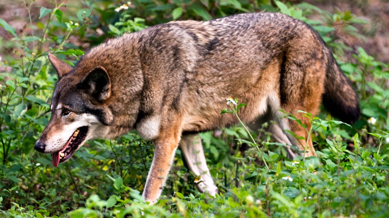 With Just 16 Left in the Wild, Red Wolves Face a Grim Future 4 With Just 16 Left in the Wild, Red Wolves Face a Grim Future - red wolf walking dp380388418 dnoh