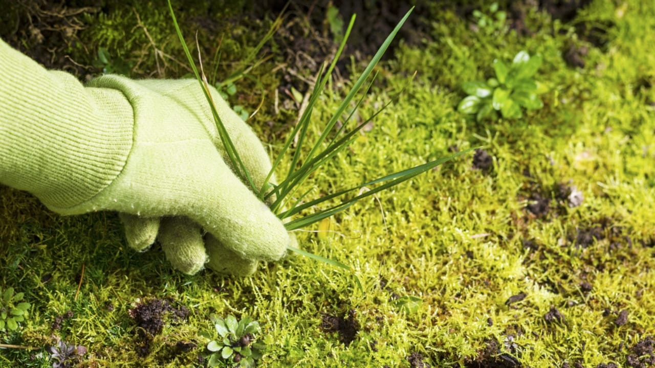 DIY Weed Killer That’s Safe for Pets: Easy Recipe - removing grass weed moss in garden dp21547963 dnoh