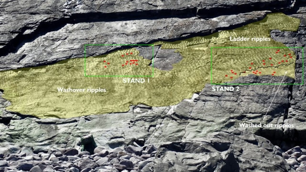 World’s Oldest Forest Found in England After 390 Million Years 4 World’s Oldest Forest Found in England After 390 Million Years - researcher with plant