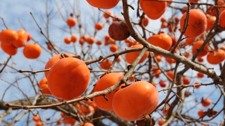 7 Native Trees That Outshine Flowers for Pollinators 2 7 Native Trees That Outshine Flowers for Pollinators - ripe orange persimonn dp237699494 dnoh