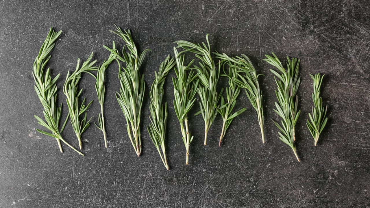 5 Reasons a Sprig of Rosemary Belongs in Your Wallet 3 5 Reasons a Sprig of Rosemary Belongs in Your Wallet - rosemary sprig dp204587578 dnoh