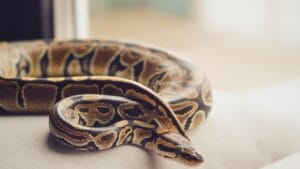 13 Ways Your Home Could Be Inviting Snakes Inside 1 13 Ways Your Home Could Be Inviting Snakes Inside - royal python house snake ss2183667393 degm