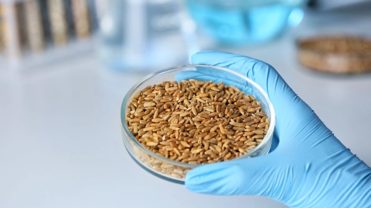 World’s Oldest Bread Found in Jordan, Dating Back 14,400 Years 9 World’s Oldest Bread Found in Jordan, Dating Back 14,400 Years - scientist holding petri dish with grains research laboratory dp145760163 dnoh