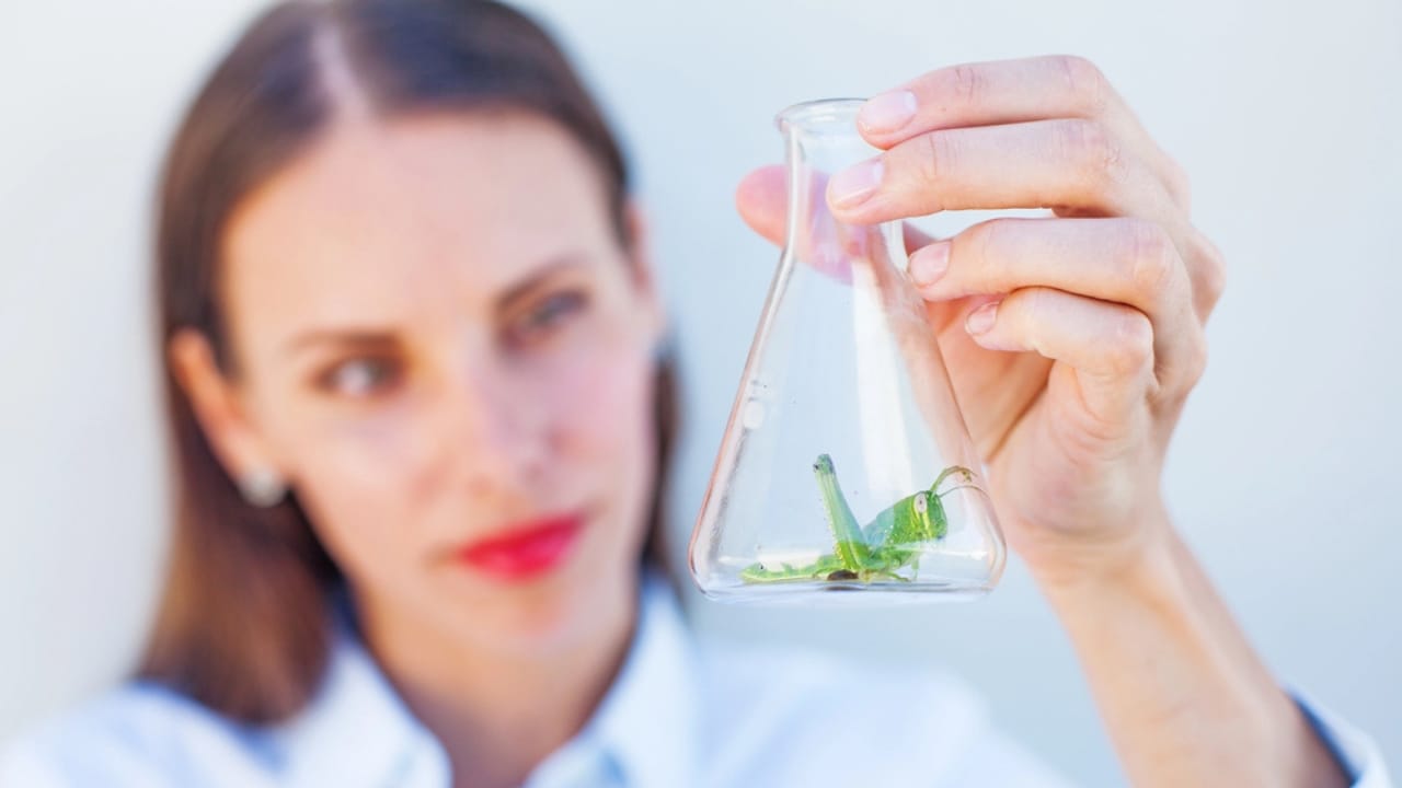 Scientists Suggest Animals—and Maybe Insects—Feel Emotions 5 Scientists Suggest Animals—and Maybe Insects—Feel Emotions - scientist studying insects dp89606058 dnoh