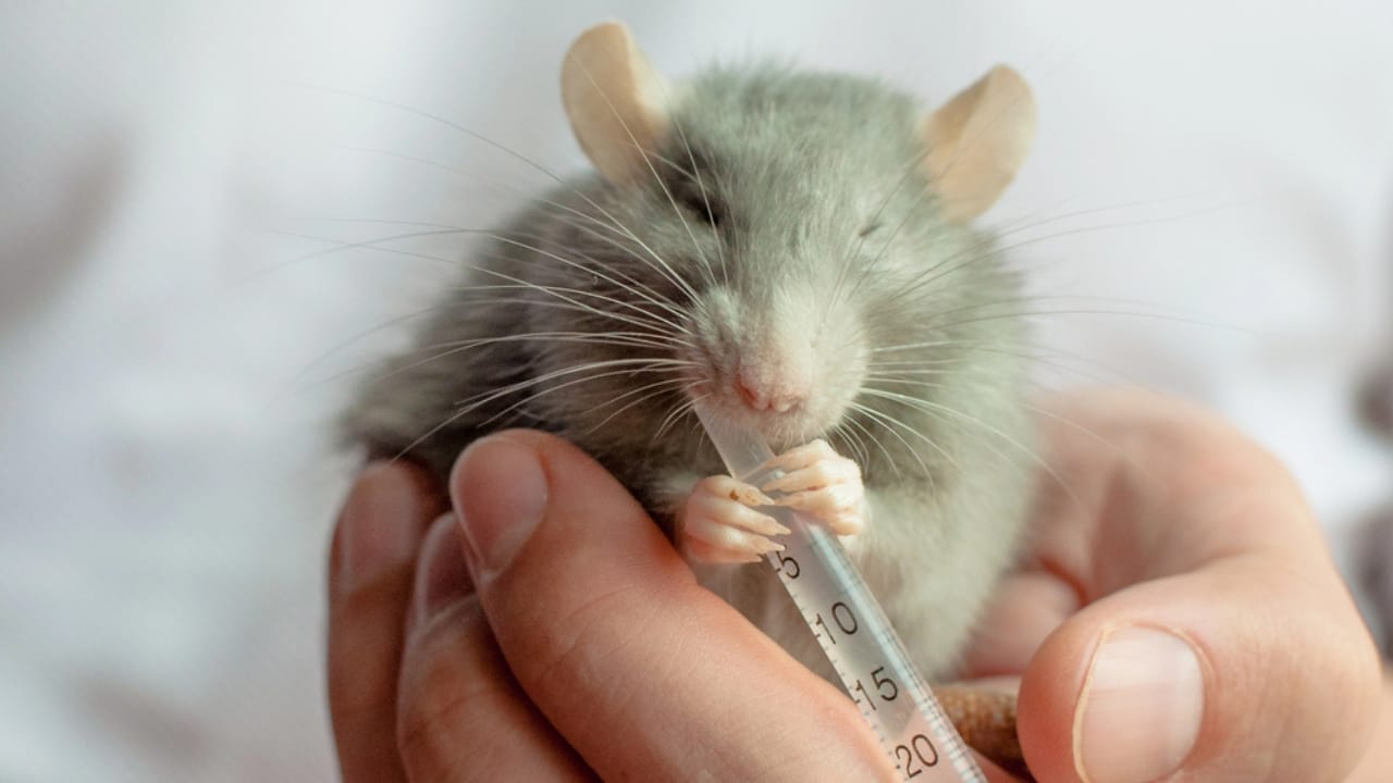 Scientists Suggest Animals—and Maybe Insects—Feel Emotions 6 Scientists Suggest Animals—and Maybe Insects—Feel Emotions - scientist studying rat laboratory dp132391294 dnoh