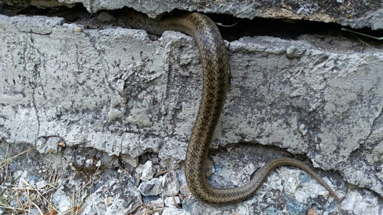 13 Ways Your Home Could Be Inviting Snakes Inside 4 13 Ways Your Home Could Be Inviting Snakes Inside - snake hides in the basement gap ss1419499931 adyh