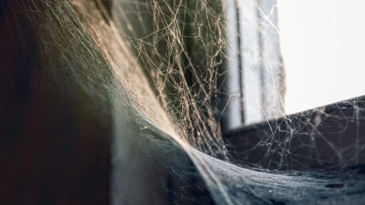 Identifying & Managing Black Widow Spiders in Your Home - spider web at the window of house dp447967894 dnoh