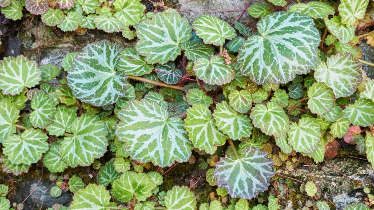 15 Best Plants to Grow in Glass Containers 10 15 Best Plants to Grow in Glass Containers - strawberry begonia dp461071444 dnoh