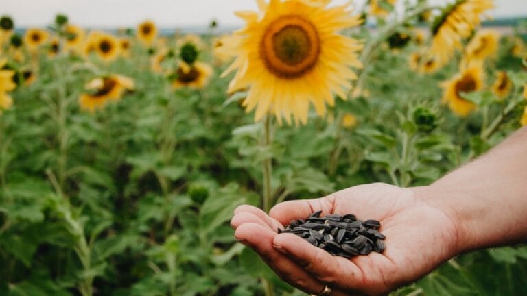 Grow Big, Spend Small: 15 Low-Cost Flowers for Your Garden 10 Grow Big, Spend Small: 15 Low-Cost Flowers for Your Garden - sunflower seeds in hand blooming sunflowers ss1462223540 adyh