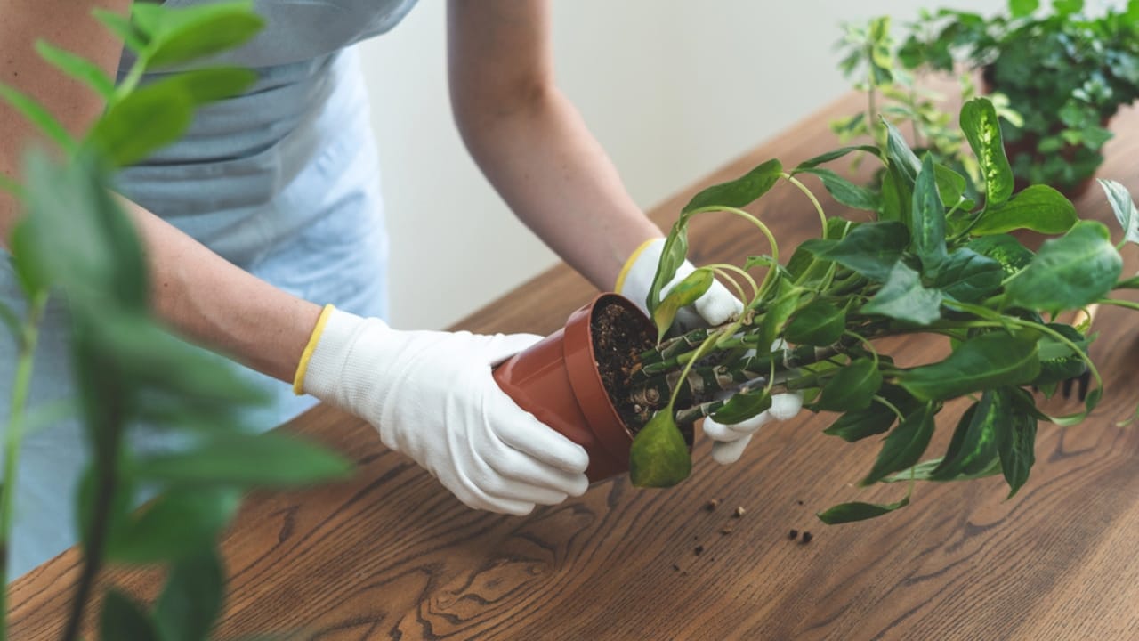 Don’t Toss Them... 15 Creative Ways to Reuse Pantyhose 6 Don’t Toss Them... 15 Creative Ways to Reuse Pantyhose - transplanting plants dp275101544 dnoh