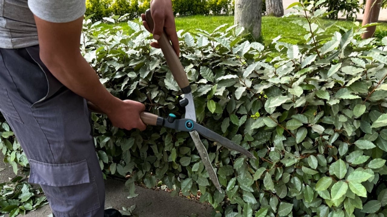 Identifying & Managing Black Widow Spiders in Your Home - trimming vegetation ss2463324051 dnoh