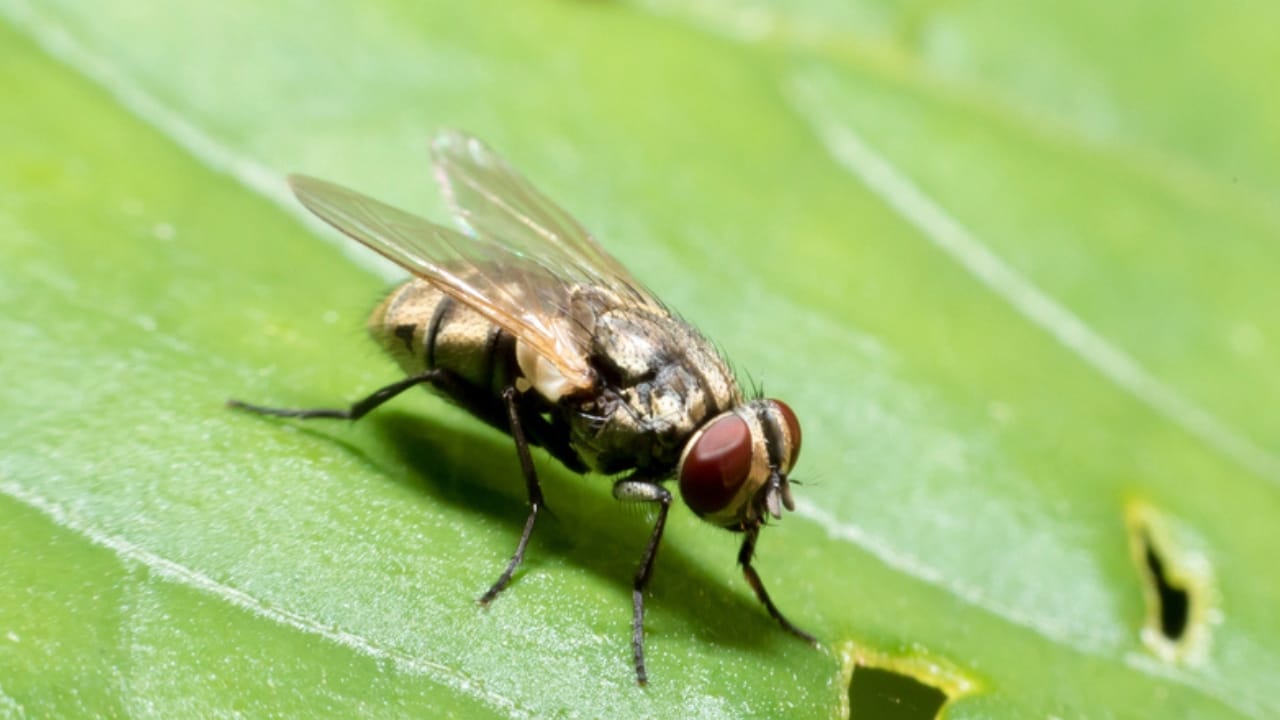 14 Dangerous Bugs You Should Eliminate on Sight 3 14 Dangerous Bugs You Should Eliminate on Sight - tse tse fly dp209407402 dnoh