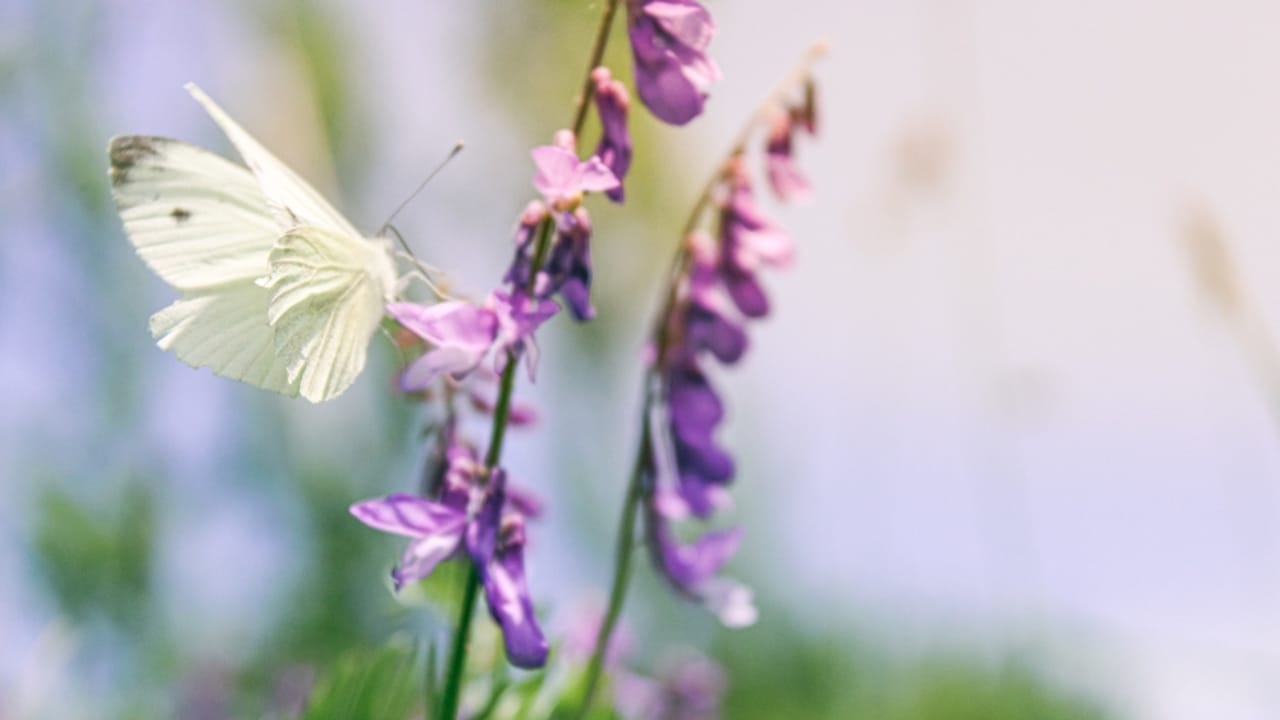 What a White Butterfly Crossing Your Path Really Means - unique wild white butterfly ss2471116417 dpdgm