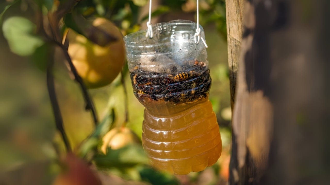 14 Instant Fixes to Keep Flies Away From Your Outdoor Spaces 2 14 Instant Fixes to Keep Flies Away From Your Outdoor Spaces - vinegar trap dead wasp dp741781784 dnoh