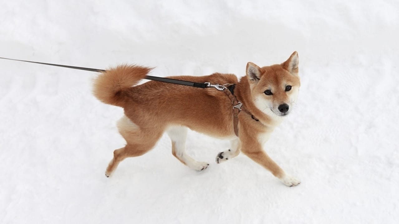 Always Wash Your Dog’s Paws to Avoid Winter Dangers 2 Always Wash Your Dog’s Paws to Avoid Winter Dangers - walking dog winter ss2382415281 dpdgm