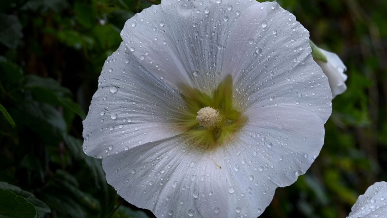 Why Hollyhocks Belong in Every Garden 17 Why Hollyhocks Belong in Every Garden - watering hollyhock ss2323678441 adyh