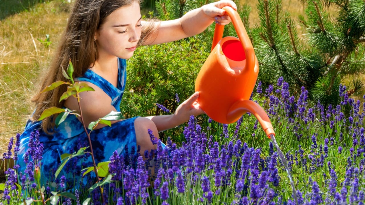 Grow Lavender Successfully: Expert Care Tips That Work 5 Grow Lavender Successfully: Expert Care Tips That Work - watering lavender dp201909260 dnoh