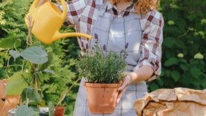 Turn Your Yard Into a Fragrant Paradise With These 15 Plants 1 Turn Your Yard Into a Fragrant Paradise With These 15 Plants - watering potted lavender ss2176285377 dpdgm