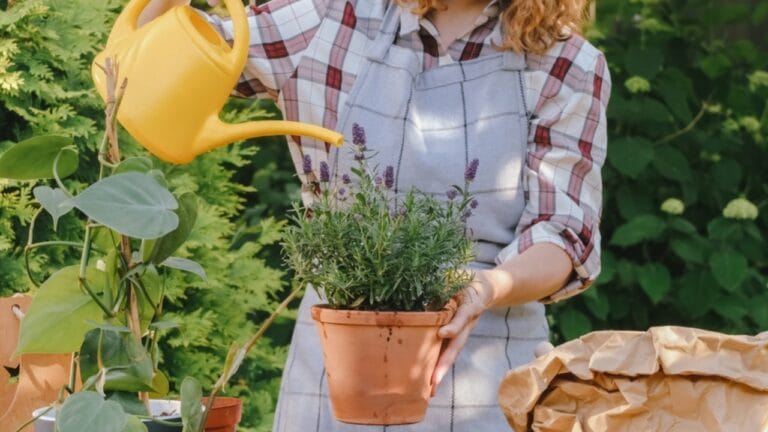 Turn Your Yard Into a Fragrant Paradise With These 15 Plants - watering potted lavender ss2176285377 dpdgm