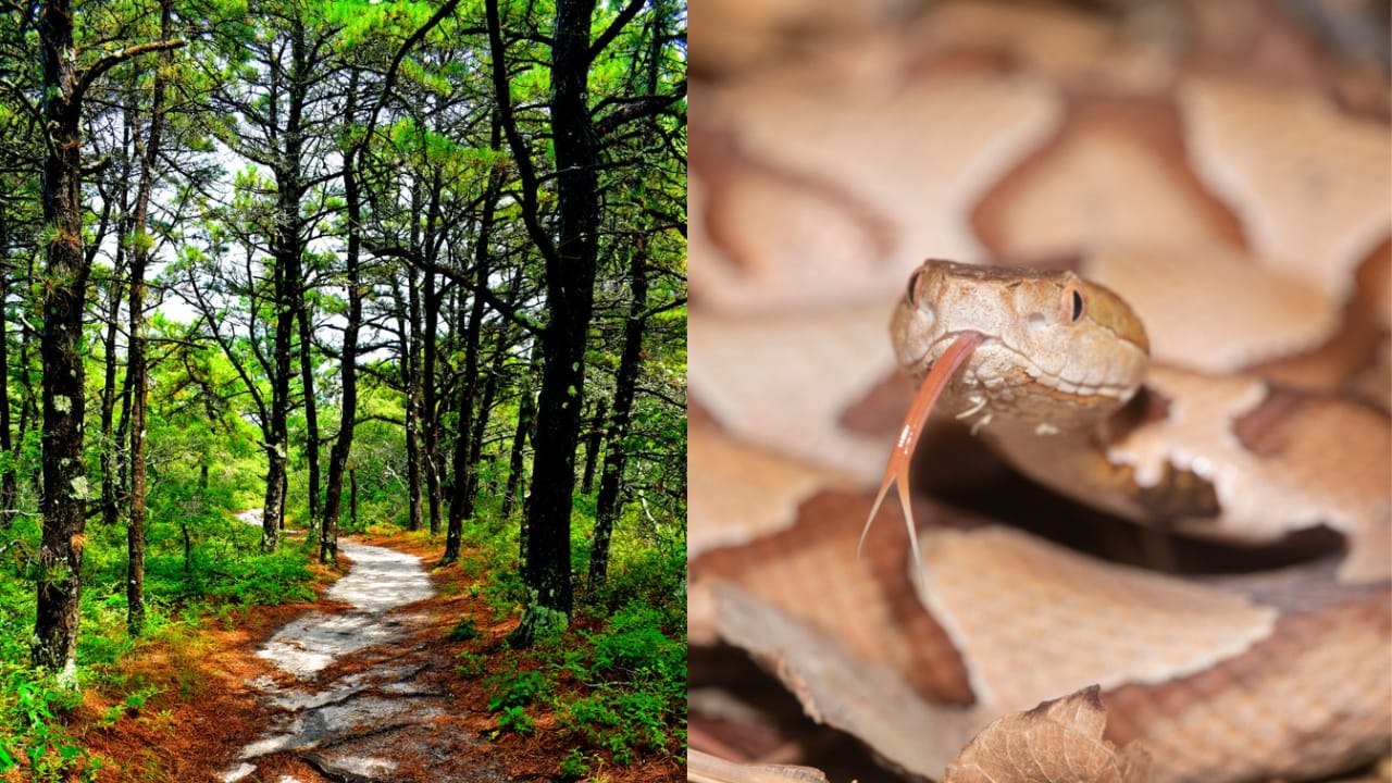 Copperhead Snake Hotspots: 25 States Where They Thrive 14 Copperhead Snake Hotspots: 25 States Where They Thrive - wellfleet massachusetts ss1157137546 adyh Southern Copperhead snake ss1398249776 adyh