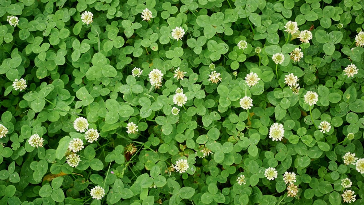 Why Zucchini & White Clover Are the Perfect Garden Duo - white clover dp164764890 dnoh