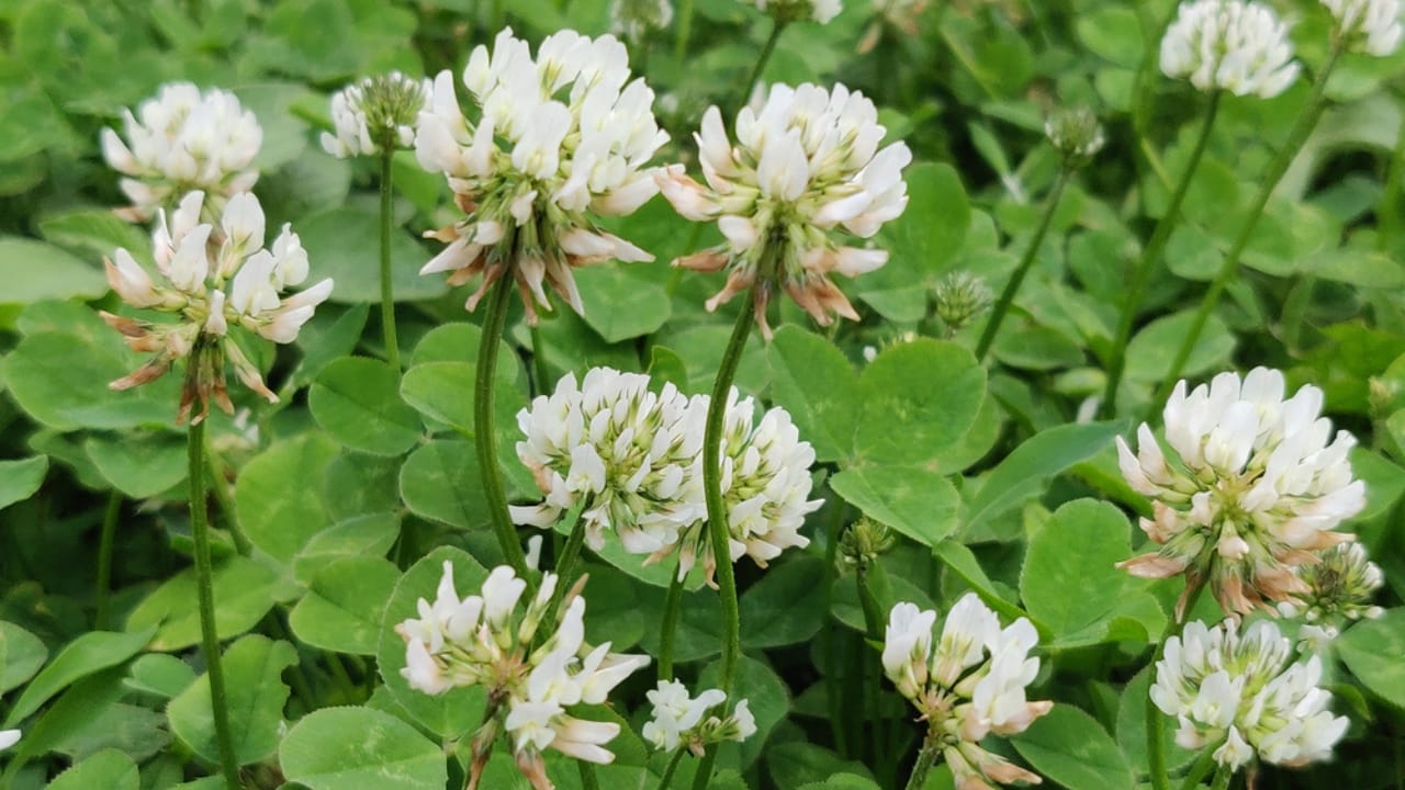 Why Zucchini & White Clover Are the Perfect Garden Duo - white clover dp396507048 dnoh